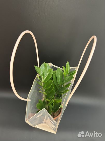 Замиокулькас