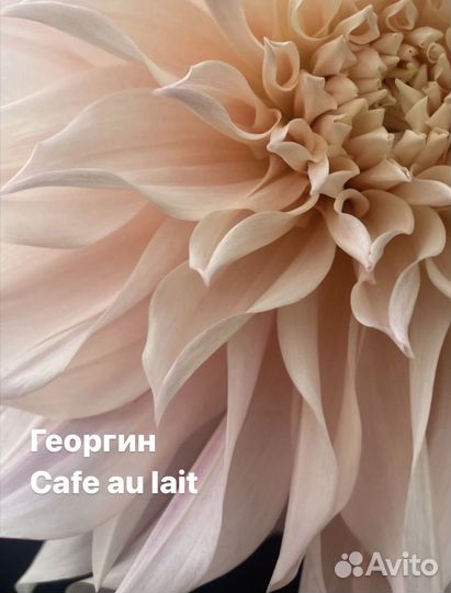 Продажа клубней георгинов