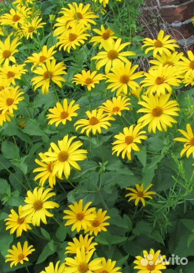 Цветы Рудбекия ромашка жёлтая