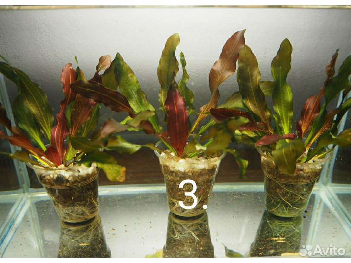 Эхинодорусы, продам аквариумные растения