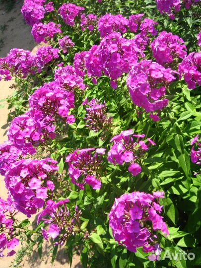 Ромашка многолетняя