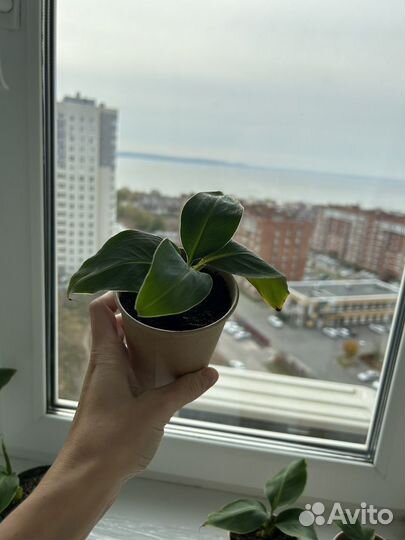 Банан киевский карлик