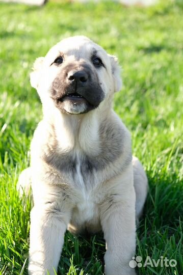 Среднеазиатская овчарка алабай