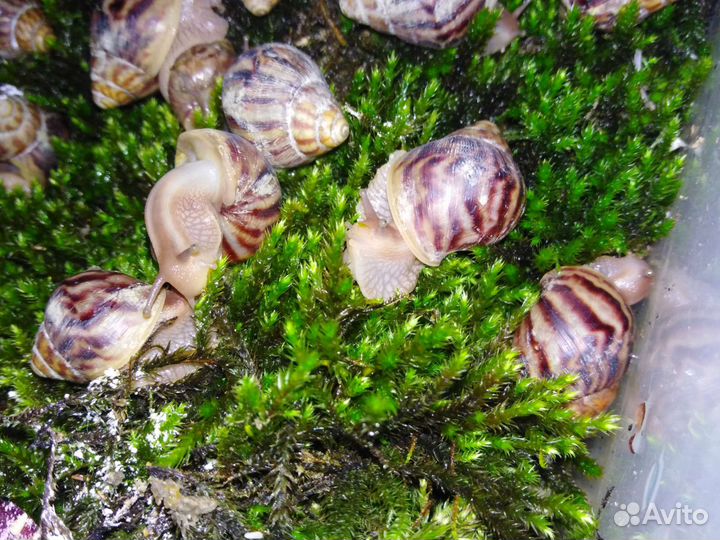 Улитки Ахатины