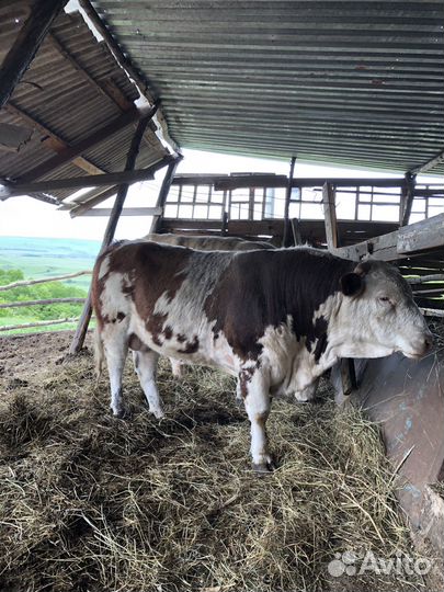 Бык 2 года на племя и на мясо меняю или на барашки