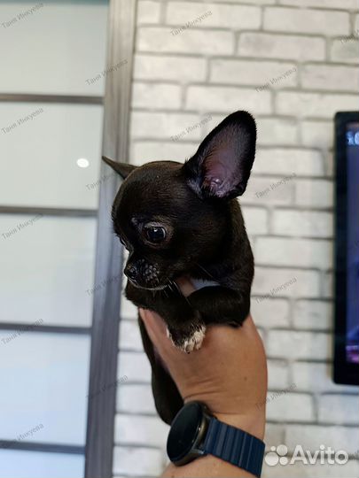 Щенки чихуахуа г/ш