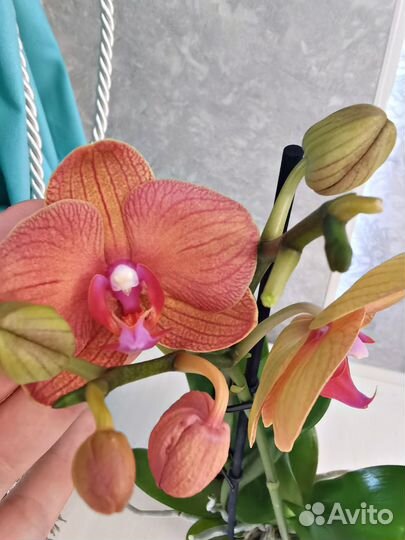 Орхидея оранжевая Морковный пирог