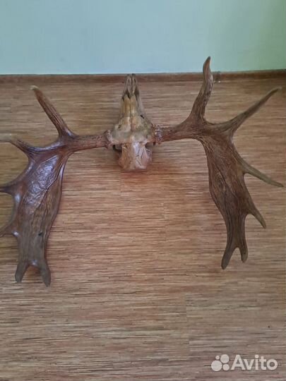 Рога лося с черепом