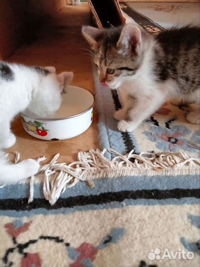 Котенок девочка трехцветная