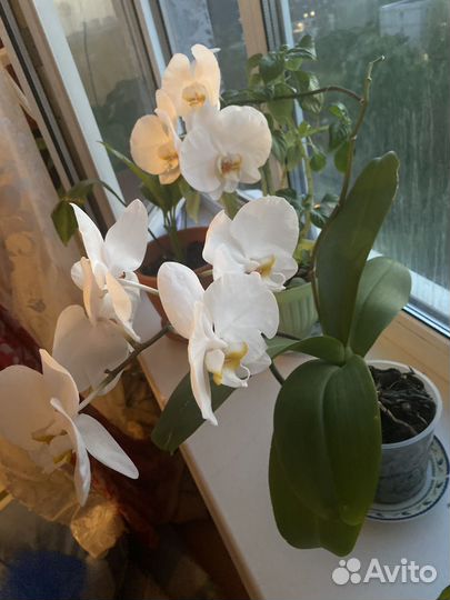 Дендробиум