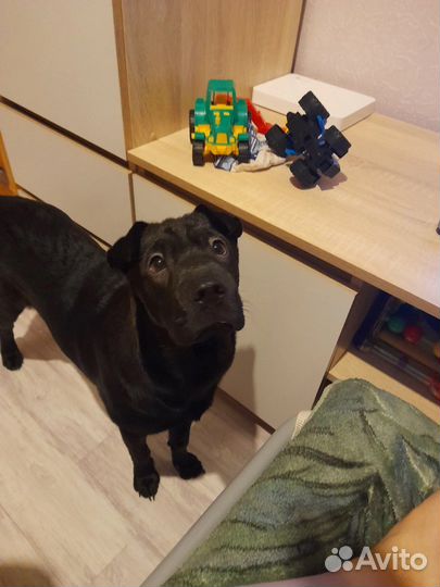 Передержка домашних животных