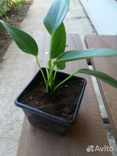 Антуриум лилли