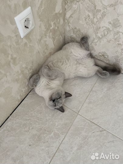 Шотландский котик. Вязка