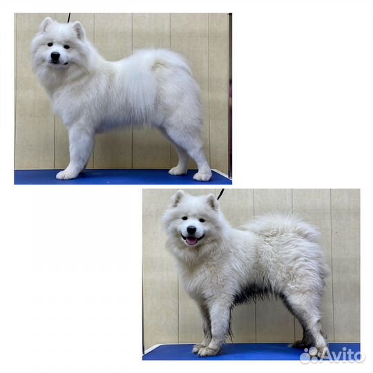 Стрижка Грумер Самоед Корги