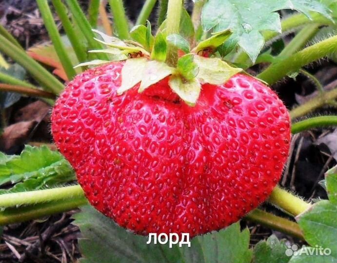 Рассада саженцы клубники