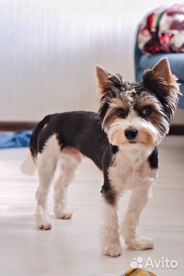 Вязка Бивер-Йорк (кобель)