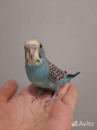 Волнистый попугай