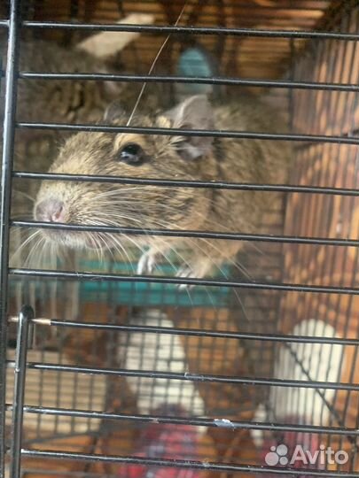 Белка дегу с клеткой