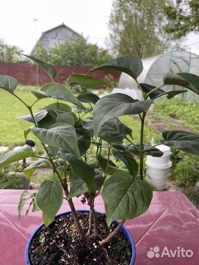 Сирень Красавица Москвы