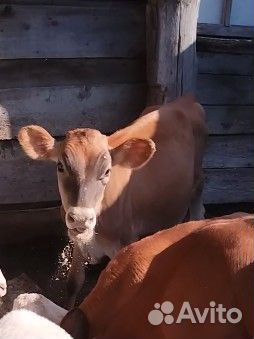 Тёлочки Джерси 1год 75%