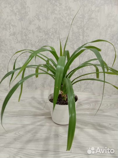 Пальма панданус