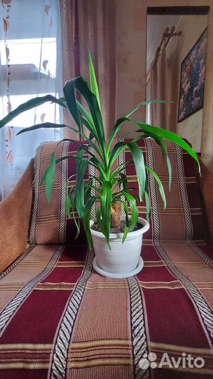 Комнатные цветы