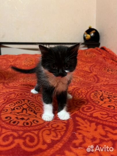 Кошка, кот