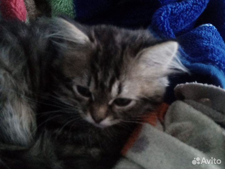 Котенок сибирский