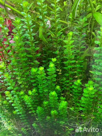Аквариумные растения