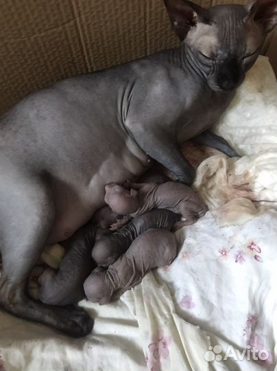 Канадский сфинкс