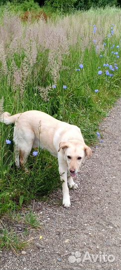 Собака в добрые руки отдам бесплатно