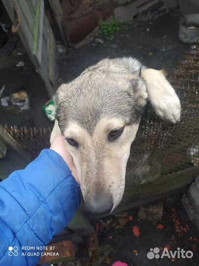 Собака в добрые руки