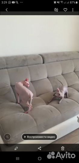 Донской сфинкс