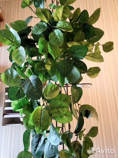 Растение калатея (лиана) искусственное