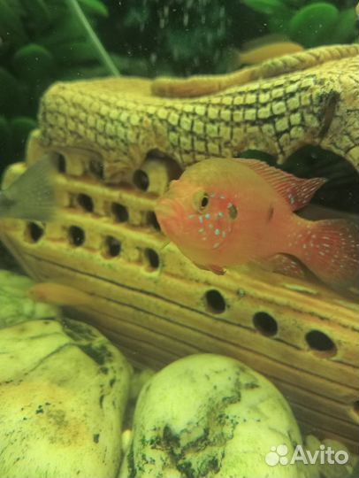 Аквариумные рыбки, цихлиды