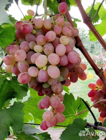 Саженцы винограда, возраст 2 года