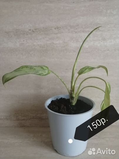 Домашние растения