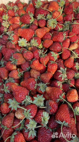 Клубника с Киргизия