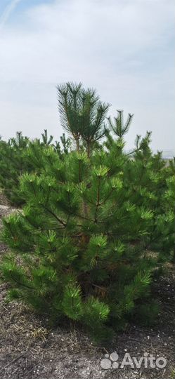 Сосна Крымская