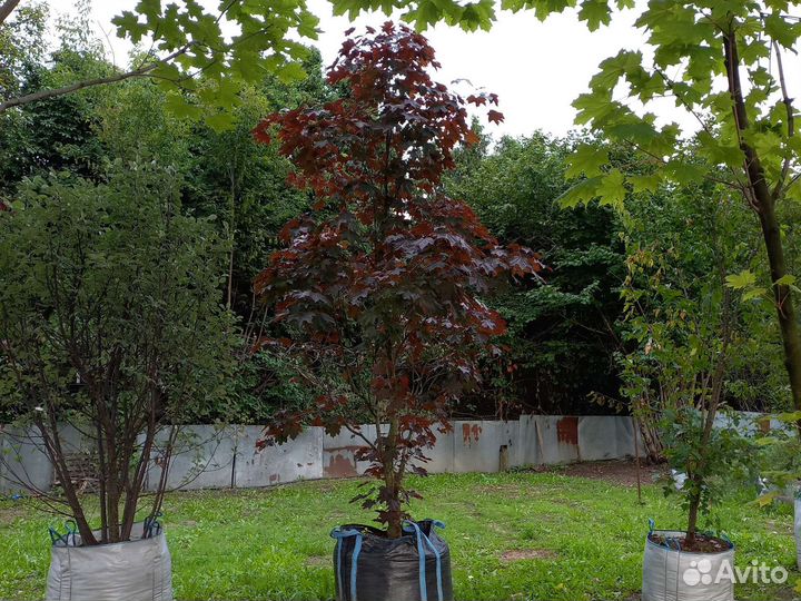 Красный клен остролистный 