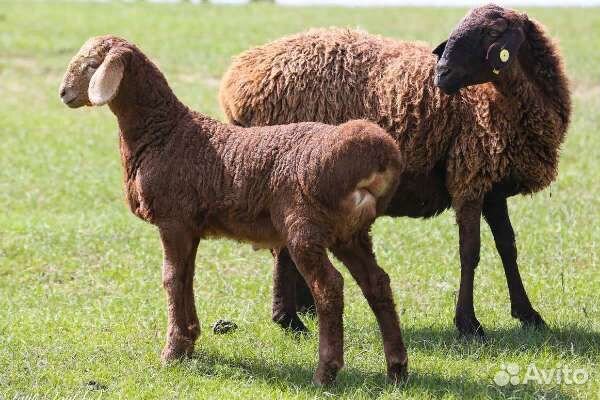 Овцы бараны ягнята оптом