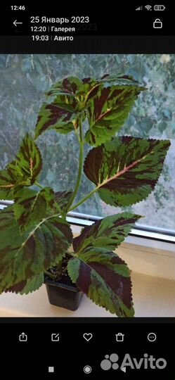 Панданус,Колеус, Декабрист,Замиакулькас, фикус