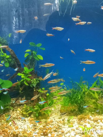 Аквариумные рыбки и растения