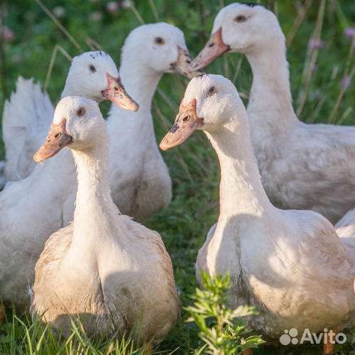 Утки мулард и французские утки