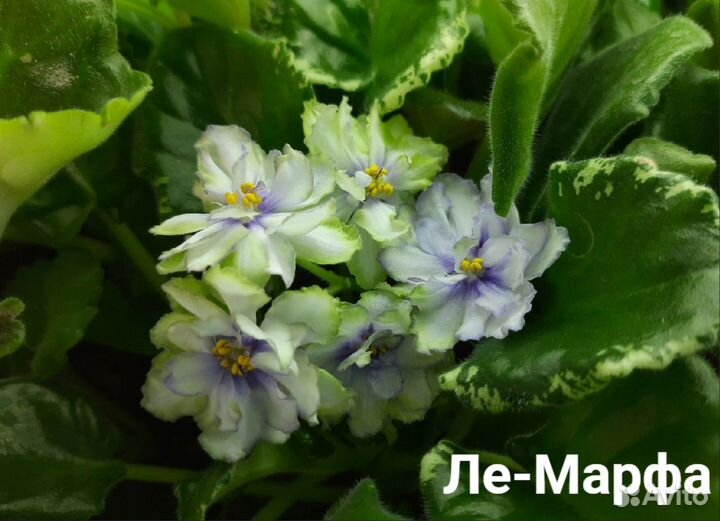 Цветы фиалки