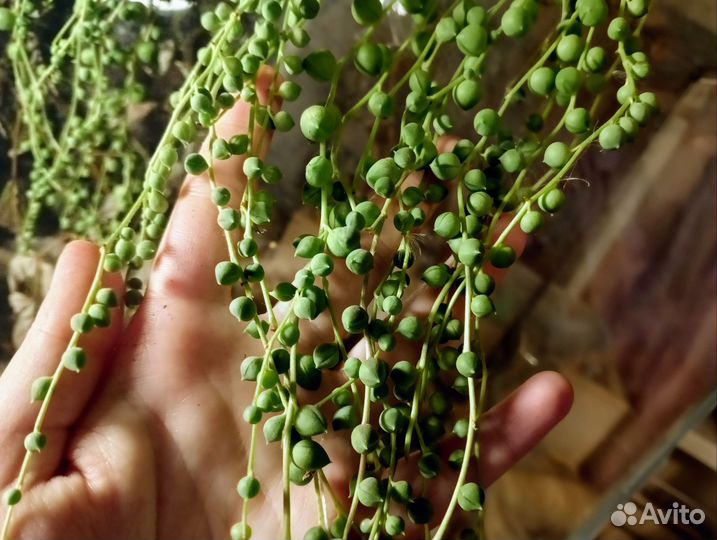 Крестовник роули срез