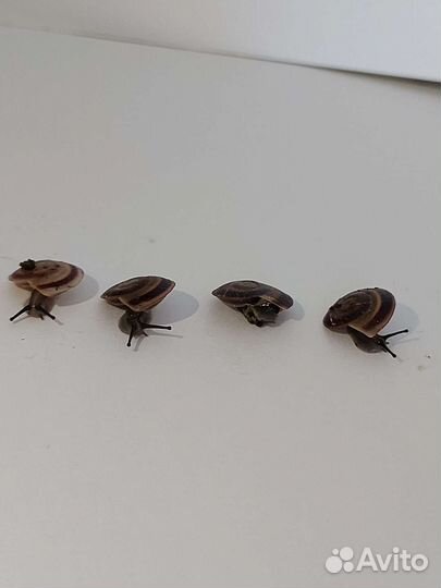 Улитки караколусы. Очень красивые, непривиредливые