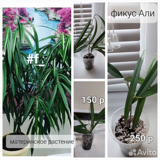 Фикус, клеродендрум,нефролепис