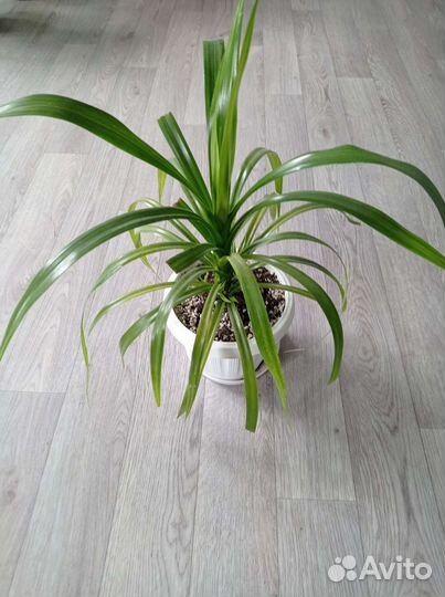 Панданус (винтовая пальма)