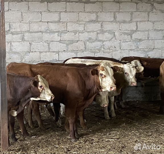 Продаются бычки